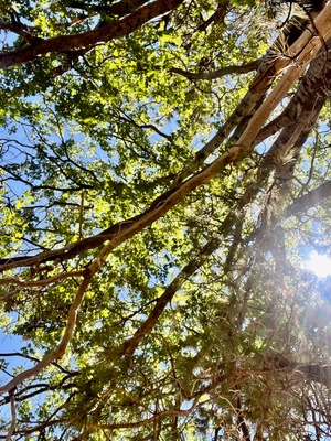 looking up, tree canopy + blue sky