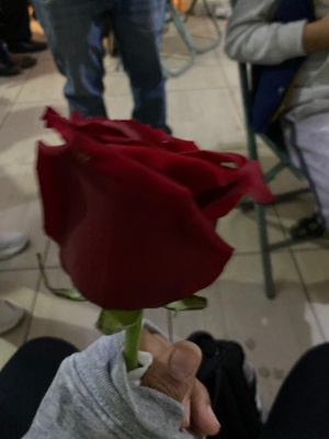 Red rose 