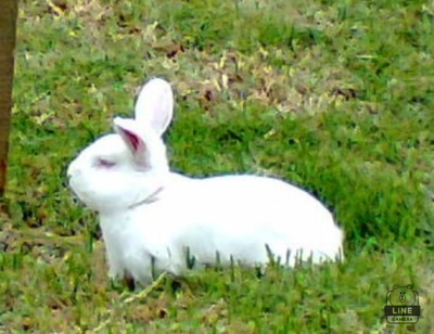 My rabbit