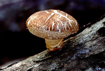 A shiitake mushroom growing on a log
