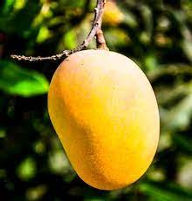 My favorite fruit on a tree (mango)