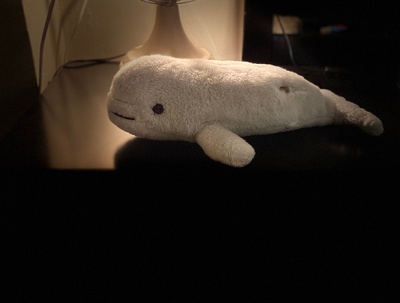 This is Whaley the Beluga whale 