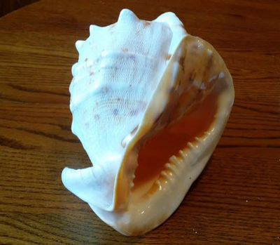 A large white shell with brown dots.