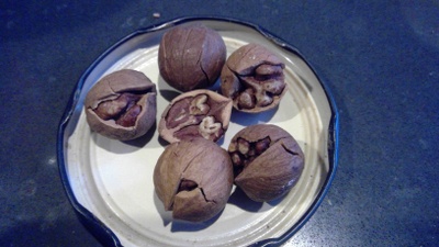 little walnuts