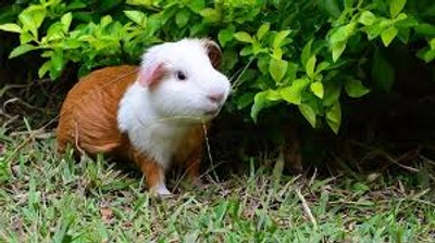 Cuy (guina pig)  alive