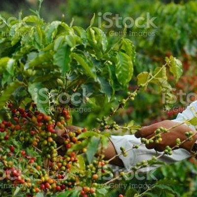 This shows how coffee is produced and harvested.