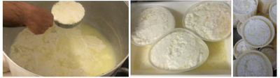 Milk being solidified into cheese