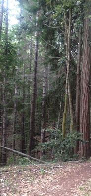 Redwood tree on my family's property