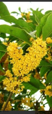      My favorite are Osmanthus trees.