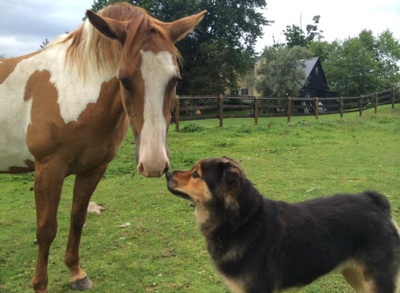 My dog and a horse.