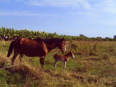 This is a horse that was born on the farm.