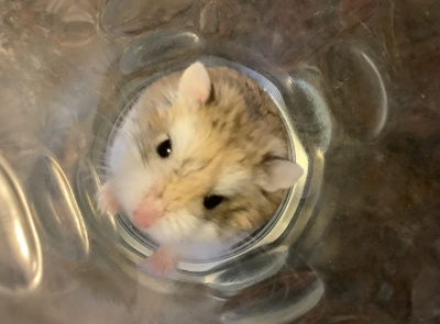 Willow the hamster