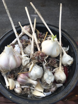 Uncle Sal's famous garlic