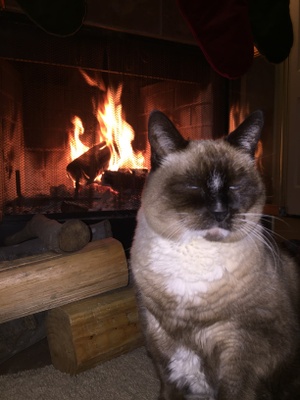 My family's fat cat by the fireplace