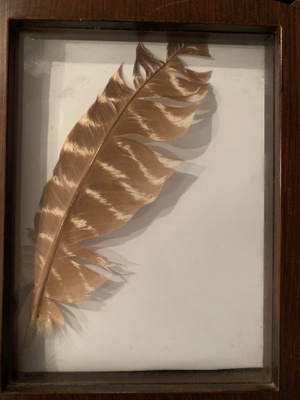 This is a feather that my mom found. 