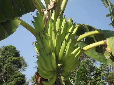 The plantain tree provide food 