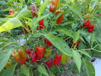 Some peppers growing in my garden.