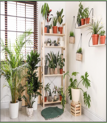 House plants