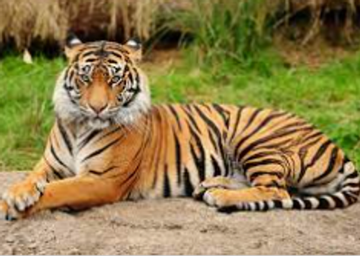 This is the Bengal tiger the national animal of Bangladesh