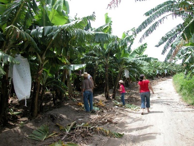 This is my grandpa working the banana farm.