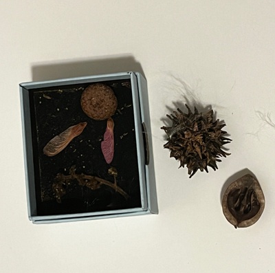 Box of Seedpods