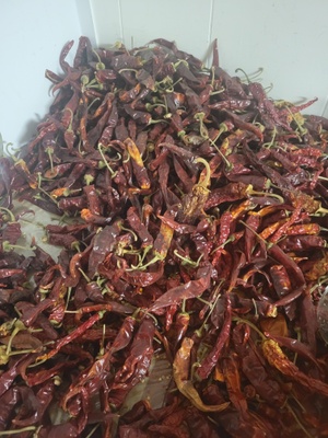 Dried up chilies