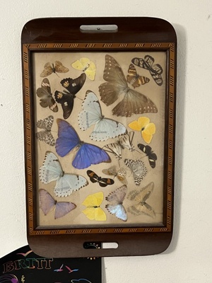 Handmade tray with preserved butterflies