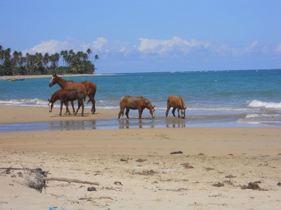 Seeing the horses in Puerto Rico. 